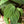 Philodendron 'Velvet'