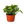 Pothos 'Lemon Top'