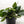 Scindapsus Platinum Java