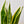 Snake Plant Laurentii