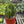 Fairy Castle Cactus