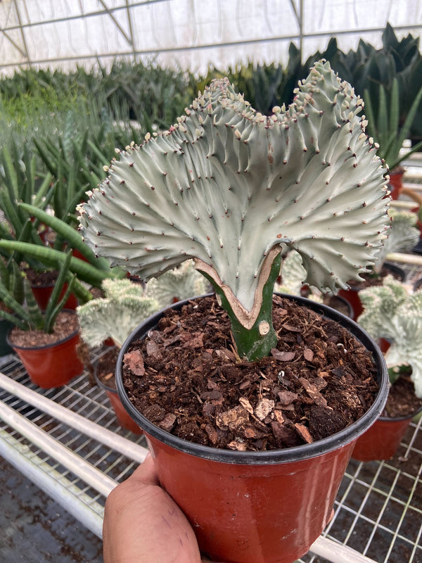 Euphorbia Lactea Ghost