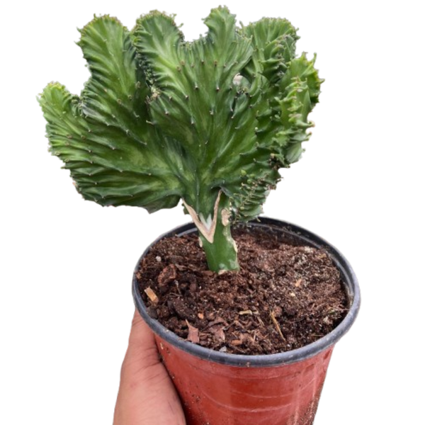 Euphorbia Lactea Mermaid Tail