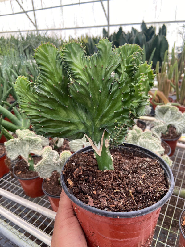 Euphorbia Lactea Mermaid Tail