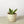 Snake Plant Laurentii Dwarf