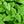Lemon Balm