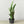 Snake Plant Laurentii