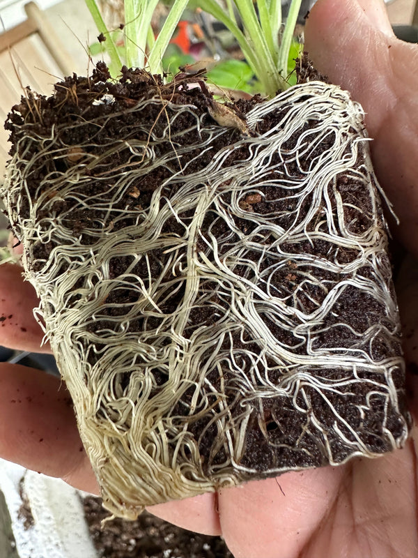 Seedling & Propagation Mix