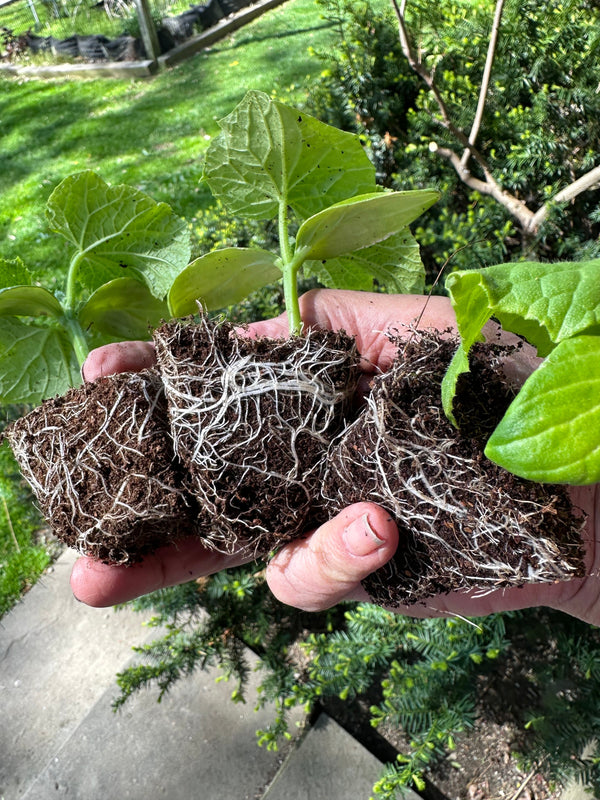 Seedling & Propagation Mix