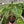 Philodendron Gloriosum