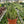 Fairy Castle Cactus