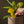 Sticky Traps for Plant Pests