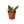 Snake Plant Laurentii Dwarf