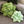 Big Pop Succulent® - Olive Green