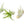 Large Tillandsia Abdita Brachycaulos Air Plants / 5-6 Inch Plants
