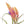 Tillandsia Caput Medusae Air Plants