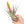Tillandsia Fasciculata Tricolor Golden Torch Air Plants