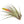 Tillandsia Fasciculata Tricolor Golden Torch Air Plants