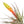 Tillandsia Fasciculata Tricolor Golden Torch Air Plants