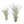 Tillandsia Fasciculata Tricolor Golden Torch Air Plants