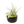 Large Fully Assembled Air Plant Bowl Garden