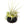 Large Fully Assembled Air Plant Bowl Garden