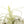 Spectacular Jumbo Tillandsia Xerographica / 8+ Inches Wide