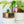 Bronze White Ceramic Plant Pot and Saucer