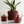BUBBLY Planter