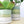 Cement Green Ceramic Plant Pot and Saucer