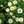 Chamomile - German