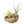 Small Tabletop Cork Bark Display with 2 Tillandsia Air Plants