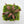 Venus flytrap (Dionaea muscipula) 