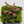 Venus flytrap (Dionaea muscipula) 