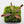 Venus flytrap (Dionaea muscipula) 