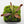 Venus flytrap (Dionaea muscipula) 