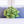 Lil' Pop Succulent®  - Olive Green