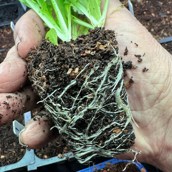 Seedling & Propagation Mix