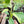 Philodendron Jose Bueno