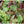 Lettuce - Mild Mesclun Mix