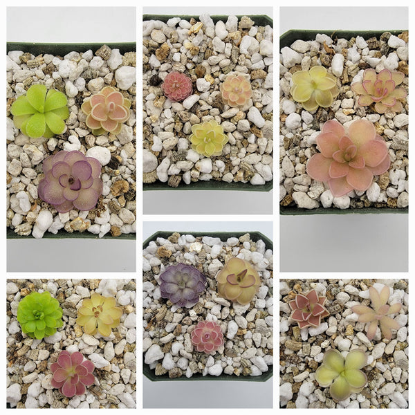 Mystery bundle of 10 SMALL Pinguicula