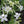 Nicotiana - Jasmine Scented