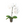 Orchid 'White Phalaenopsis'