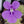 Pinguicula 