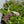 Pinguicula 