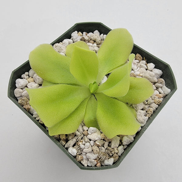 Pinguicula "Pecosita"