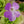 Pinguicula 
