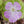 Pinguicula 