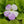 Pinguicula 