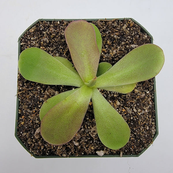 Pinguicula 'Razzberry Blonde'